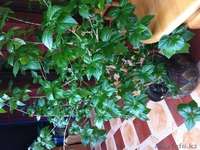 распродажа комнатных растений - Изображение #4, Объявление #357097