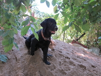 Щенки лабрадора-ретривера - Изображение #3, Объявление #296169