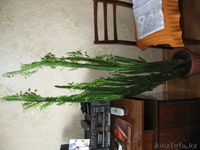 Дифенбахия и Молочай - Изображение #2, Объявление #358070