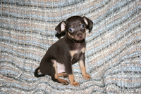 продаем щенков  ТОЙ ТЕРЬЕРА - Изображение #2, Объявление #360293