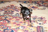 продаем щенков  ТОЙ ТЕРЬЕРА - Изображение #3, Объявление #360293