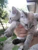 котята ищут дом - Изображение #3, Объявление #345132