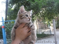 котята ищут дом - Изображение #1, Объявление #345132