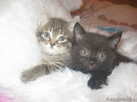 котята продам, отдам в хорошие руки - Изображение #1, Объявление #358675