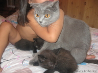 котята продам, отдам в хорошие руки - Изображение #2, Объявление #358675