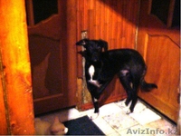 Собачки,Кошечки в хорошие руки! - Изображение #6, Объявление #339632