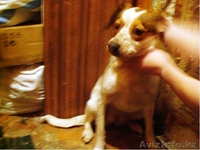Собачки,Кошечки в хорошие руки! - Изображение #7, Объявление #339632