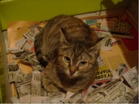 Даром в хорошие руки! - Изображение #2, Объявление #339637