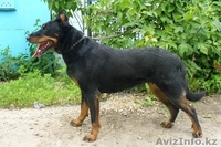 Собачки,Кошечки в хорошие руки! - Изображение #3, Объявление #339632