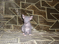 Продам донских сфинских котят - Изображение #1, Объявление #344524