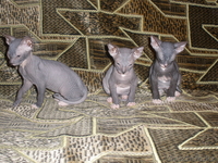 Продам донских сфинских котят - Изображение #2, Объявление #344524