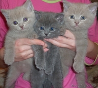 Продам элитных британских котят - Изображение #1, Объявление #367214