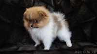 щенки шпица редкого окраса - Изображение #3, Объявление #373625