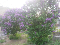 Продам Дом -Дачу - Изображение #3, Объявление #383204