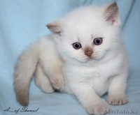 Британские котята циннамон-пойнт - Изображение #4, Объявление #393015