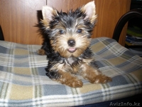 Продам щенков Йоркширского терьера - Изображение #1, Объявление #388182