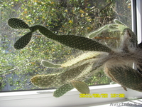 Продам комнатные растения - Изображение #3, Объявление #388666