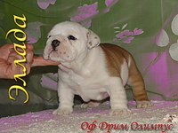 Английского бульдога щенков - Изображение #1, Объявление #414353