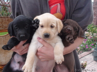  щенки Лабрадора, в Алматы - Изображение #1, Объявление #412550