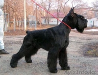 предлагаю 2 щенка из г.Омска - Изображение #1, Объявление #419115