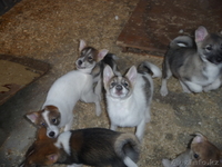 щенята западно-сибирской лайки - Изображение #1, Объявление #396598