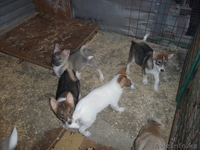 щенята западно-сибирской лайки - Изображение #3, Объявление #396598