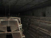 Продам птицевоческое хозяйство  - Изображение #3, Объявление #410038