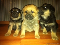 Продам породистого щенка немецкой овчарки из Германии - Изображение #1, Объявление #423597