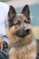 Продам породистого щенка немецкой овчарки из Германии - Изображение #6, Объявление #423597