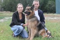 Продам породистого щенка немецкой овчарки из Германии - Изображение #2, Объявление #423597