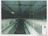  Крестьянское  Хозяйство продам - Изображение #3, Объявление #413641