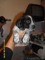 продам щенят спаниеля! - Изображение #2, Объявление #408079