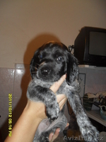 продам щенят спаниеля! - Изображение #3, Объявление #408079