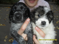 продам щенят спаниеля! - Изображение #5, Объявление #408079