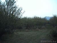 Алматы, личное подсобное хоз-во(ЛПХ) - Изображение #4, Объявление #407291