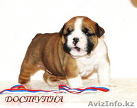 Английского бульдога щенков - Изображение #3, Объявление #414353