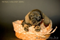 Щенки миниатюрной таксы жесткошерстной и гладкошерстной. - Изображение #1, Объявление #427624