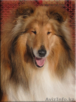 Щенки колли в Алматы - Изображение #4, Объявление #441871