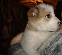 Продам щенков алабая (1 месяц)  - Изображение #1, Объявление #426068