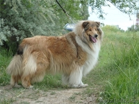 Щенки колли в Алматы - Изображение #3, Объявление #441871