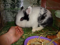 КРОЛИКИ ДЕКОРАТИВНЫЕ КАРЛИКОВЫЕ - Изображение #3, Объявление #446822