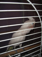 Какаду белый с клеткой - Изображение #1, Объявление #435080