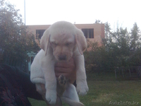 Щеночки ЛАБРАДОРА - Изображение #2, Объявление #407234