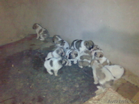 продаю щенков Алабая, 1-мес - Изображение #1, Объявление #446674