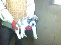 продаю щенков Алабая, 1-мес - Изображение #2, Объявление #446674