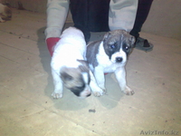 продаю щенков Алабая, 1-мес - Изображение #3, Объявление #446674