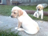 Щеночки ЛАБРАДОРА - Изображение #1, Объявление #407234