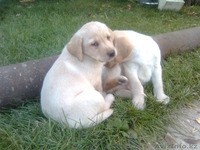 Щеночки ЛАБРАДОРА - Изображение #3, Объявление #407234