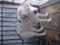 продам алабая 3,5 года белая кабель - Изображение #2, Объявление #440703