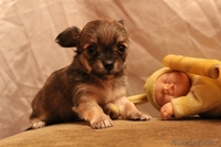 щенки чихуа хуа  - Изображение #2, Объявление #438851